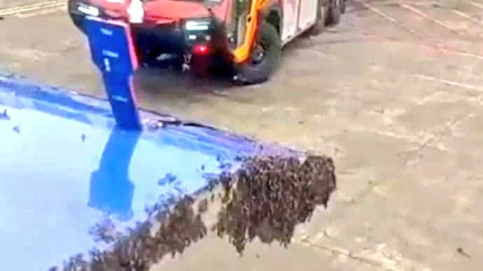 Swarm of Bees Delays IndiGo Surat-Jaipur Flight at Surat Airport: Bizarre Incident Grounds Aircraft