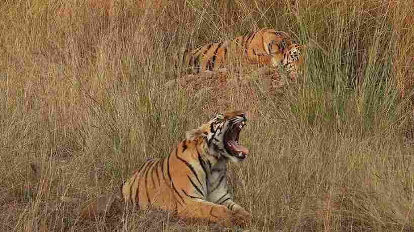 India's Tiger Population Climbs to 3,682, Showcasing Global Conservation Success