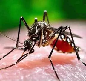 chikungunya cases