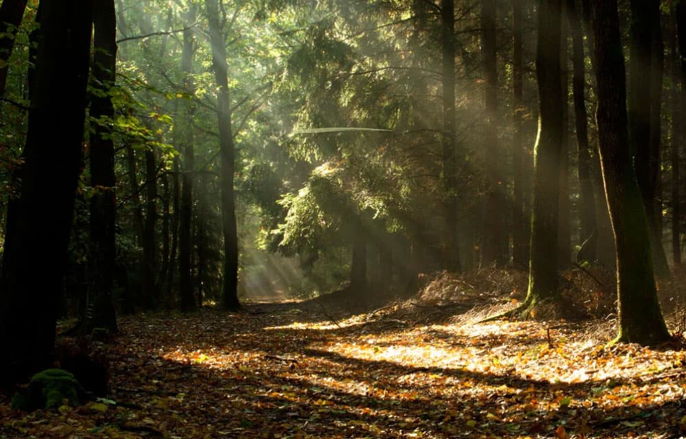 Building Community for Wellness: NRI Support Networks