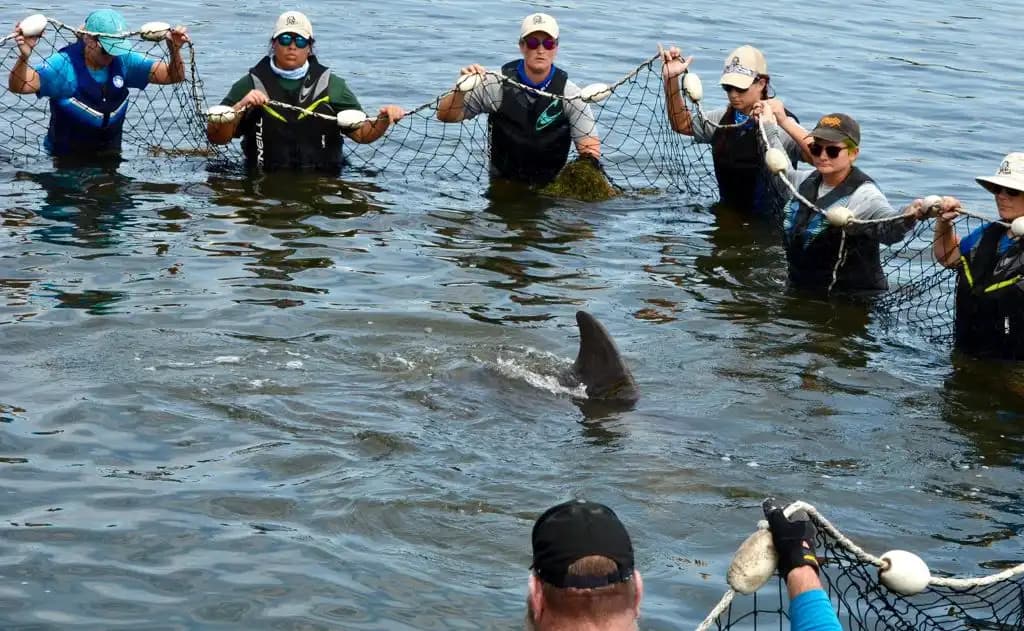 Heartwarming Dolphin Rescue
