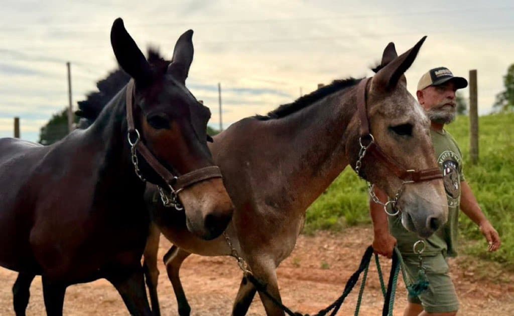 Mountain Mules Join Texas Flood Relief Efforts After Heroic Hurricane Helene Response