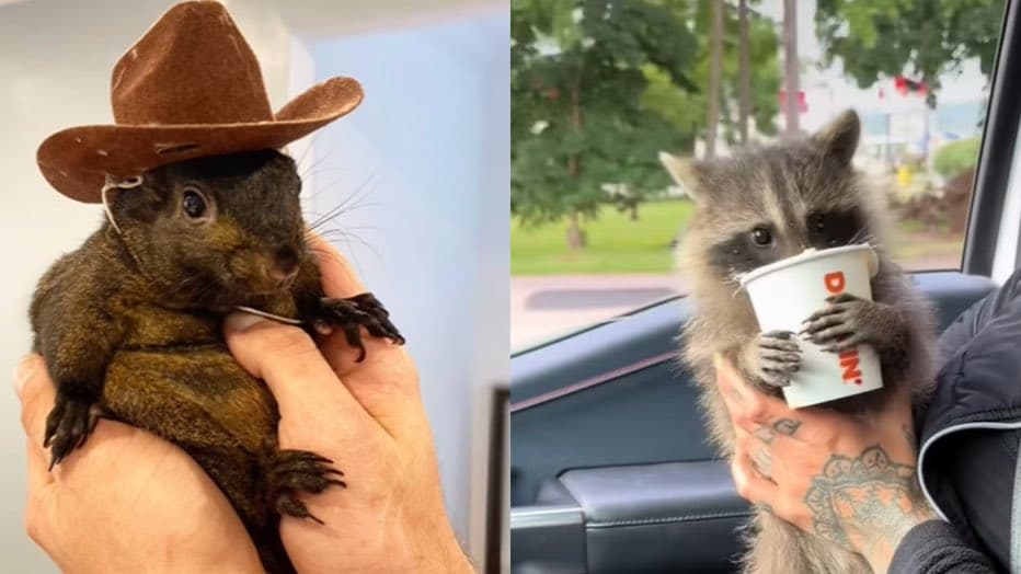Owners Sue New York for $10 Million Over Heartbreaking Euthanasia of Beloved Pet Squirrel Peanut and Raccoon Fred