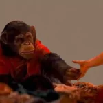 Primate Movie Review 2026: Killer Chimp Horror Delivers Gory, Practical-Effects